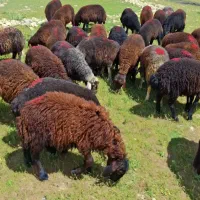 بره نر