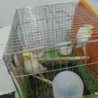 عروس هلندی اماده|پرنده|صائین قلعه, |دیوار