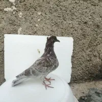 کبوتر جوانه سرور(کرز)