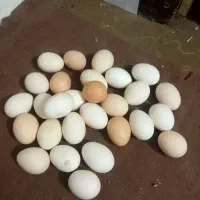 تخم مرغ رسمی تازه|خوردنی و آشامیدنی|هشتگرد, تهران دشت|دیوار