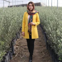 نهال زیتون ظرفیت محدود ثبت سفارش