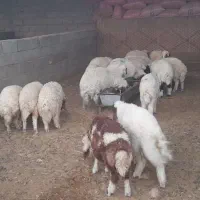 بره|حیوانات مزرعه|کلات (ایلام), |دیوار