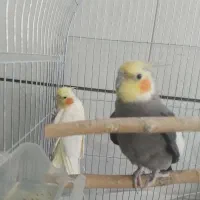 یک جف عروس هلندی|پرنده|برخوار, |دیوار