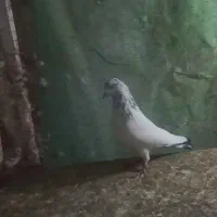 کفتر  کله سبز دم سبز