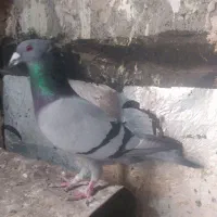 کبوتر سبز آلمانی کاکلی