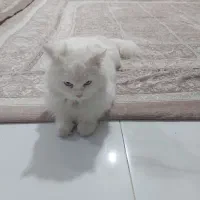 واگذاری گربه|گربه|شبستر, |دیوار