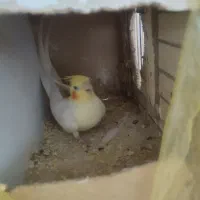 عروس هلندی بالغ وتخم گذار|پرنده|تهران, مسعودیه|دیوار