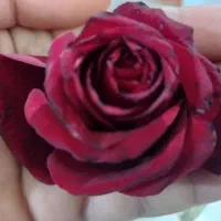 کمک عقب پراید