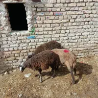 3راس بره نر
