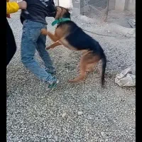 دوقلادهژرمن بلک فیس