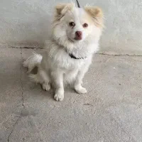 سگ پامر ماده