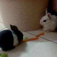 خرگوش باهوش کوچولو|موش و خرگوش|تهران, جیحون|دیوار