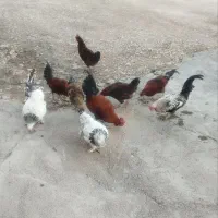 خروس محلی درجه یک