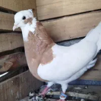 کبوتر ساری طوقی