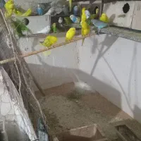 مرغ عشق سالم وسرحال مفت زدم