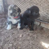 واگذاری توله سگ پاکوتا