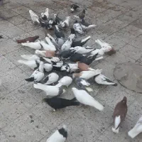 حیوون رنگه|پرنده|سبزوار, امیر کبیر|دیوار