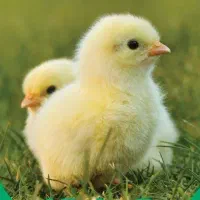 واحد های مرغداری و دامداری|خدمات آموزشی|آستانه اشرفیه, |دیوار