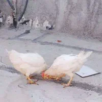 مرغ تخم گذار