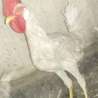 مفقود شده