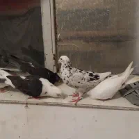 هفت تا کفتر درشت و زیبا|پرنده|قروه, |دیوار