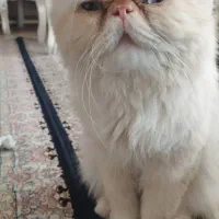 پرشین سوپر فلت خالص نر