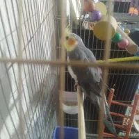 عروس هلندی خوشکل|پرنده|مشهد, موعود|دیوار