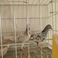 نروماده جفتی|پرنده|نورآباد ممسنی, |دیوار