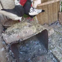کبوتر قاره ساعتی