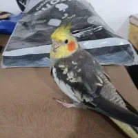 گمشده،عروس هلندی|حیوانات|بندر امام خمینی, |دیوار