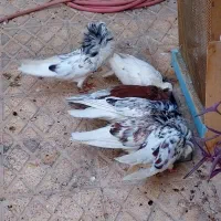 کبوتر شامپیون