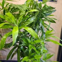 متخصص گل آپارتمانی وبیرونی|خدمات باغبانی و درختکاری|شاندیز, |دیوار