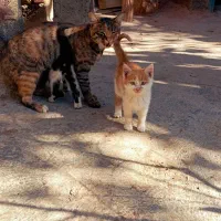 گربه ملوس ناز