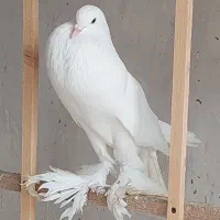 ماده بادکنکی ابومریم