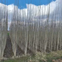 فروش انواع نهال و صنوبر