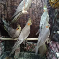 فروش عروس هلندی پنج شیش ماهه