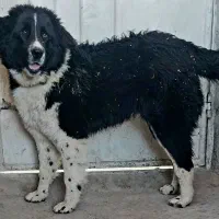 توله سگ قدرجونی