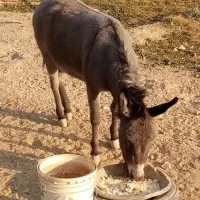 خرماده|حیوانات مزرعه|سمنان, |دیوار