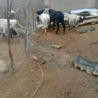 دوراس گوساله نر|حیوانات مزرعه|کوهدشت, |دیوار