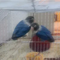 کوتوله برزیلی بازیگوش|پرنده|شاهرود, |دیوار