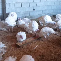 بوقلمون گوشتی بیوتی|حیوانات مزرعه|گمیشان, |دیوار