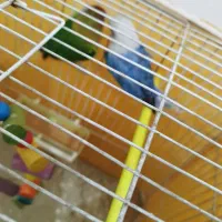 کوتوله بریزیلی|پرنده|مشهد, امیریه|دیوار