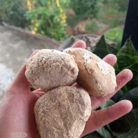 کشک گوسفندی|خوردنی و آشامیدنی|دالخانی, |دیوار