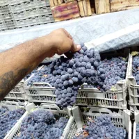 انگور دیمی سردشت درجه یک|خوردنی و آشامیدنی|تهران, میدان میوه و تره‌بار مرکزی|دیوار