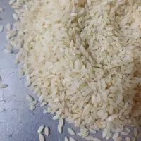 برنج محلی چمپا لنجانی
