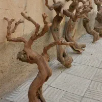 چوب ودرخت تنه انگور (مو)