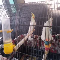 عروس هلندی