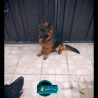 واگذاری ژرمن شپرد شولاین ماده