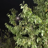 خانه باغ فروشی تنگ چنار