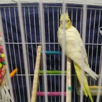 عروس هلندی لوتینو چشم شرابی سخنگو تعلیم دیده